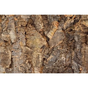 Floer Wandpaneel Akukurk Boomschors Onbewerkt